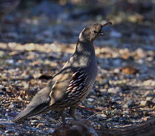 Gambel's Quail - Saguaro National Park