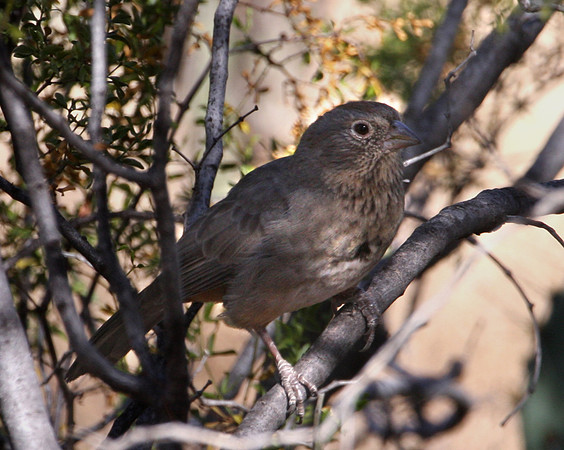 Canyon Towhee - Saguaro NP