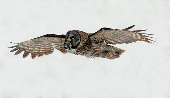 Great Gray Owl Flight
