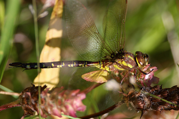 Lance-tipped Darner