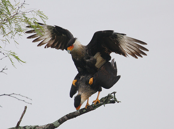 Crested Caracara
