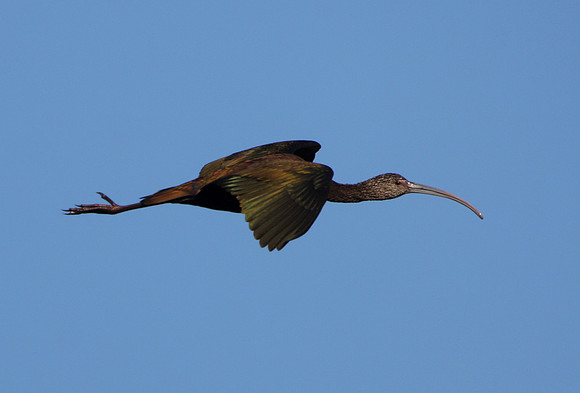 White-faced Ibis