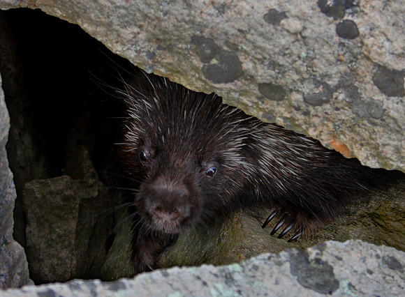 North American Porcupine