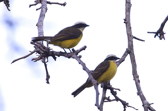 Social Flycatcher - Casa Solimar, Costa Rica