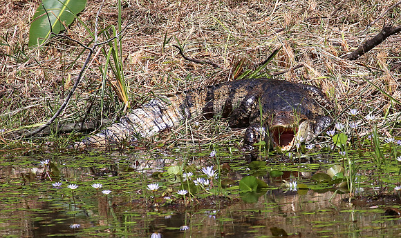 Spectacled Caiman - Laguna Lagarto, Costa Rica