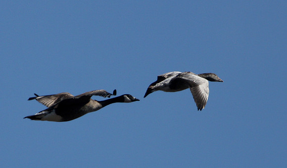 Snow Goose (Blue Morph)