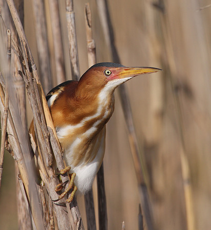 Least Bittern - Anahuac National Wildlife Refuge, Texas.