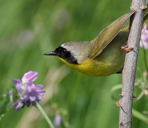 Common Yellowthroat
