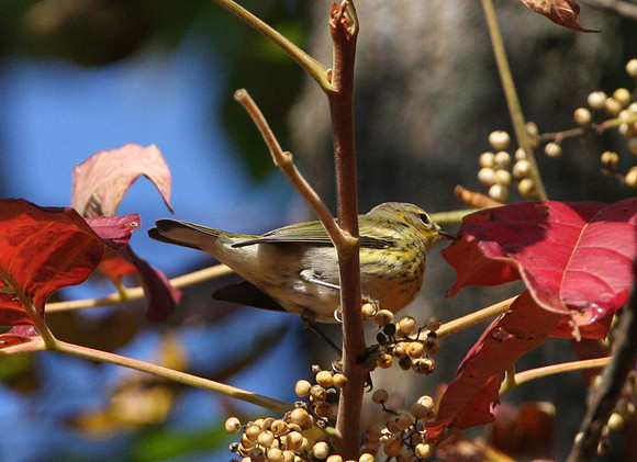 Cape May Warbler