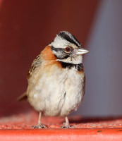 Rufous-collared Sparrow - Costa Rica