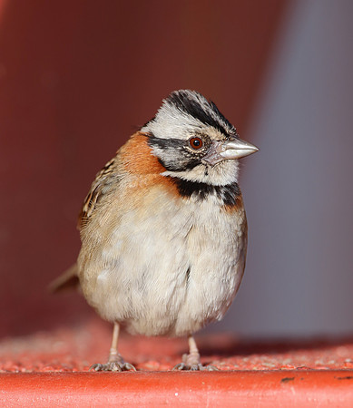 Rufous-collared Sparrow - Costa Rica