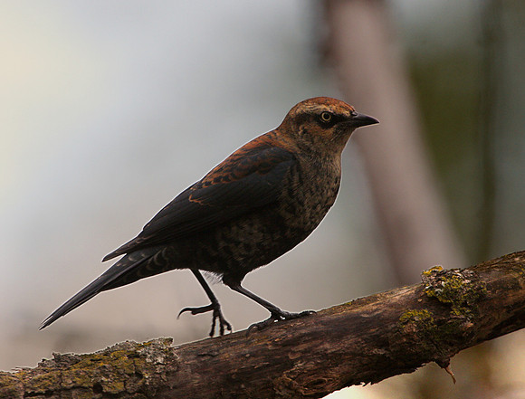 Rusty Blackbird