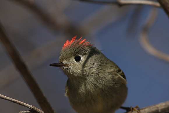 Ruby-crowned Kinglet
