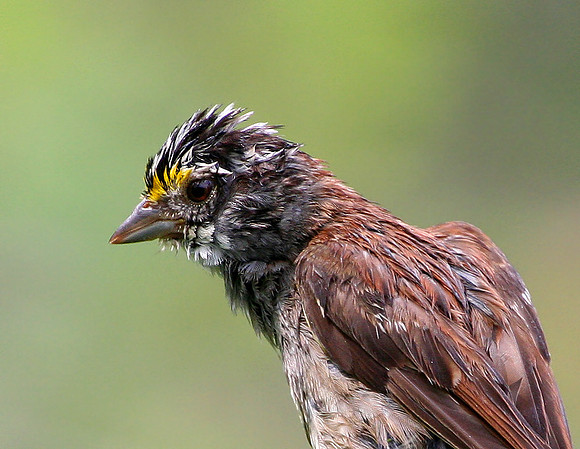 White-throated Sparrow