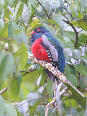 Slaty-tailed Trogon - Selva Verde, Costa Rica