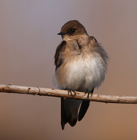 Northern Rough-winged Swallow