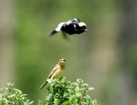 Bobolink