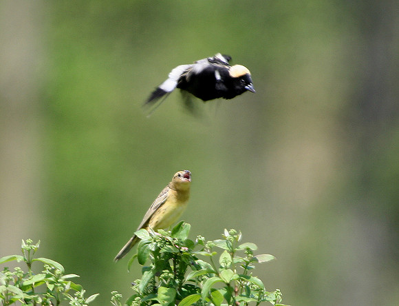 Bobolink