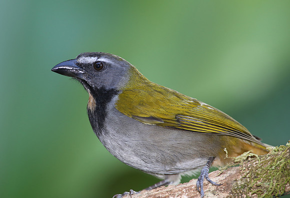 Buff-throated Saltator - Selva Verde, Costa Rica