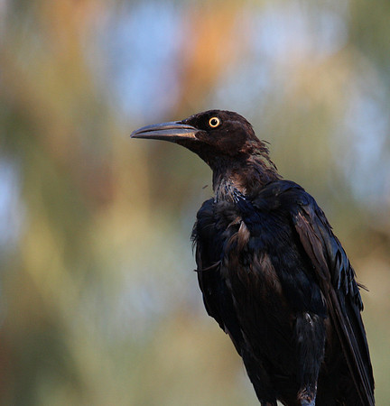 Great-tailed Grackle