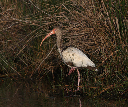 White Ibis