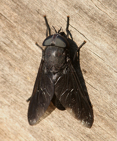 Black Horse Fly