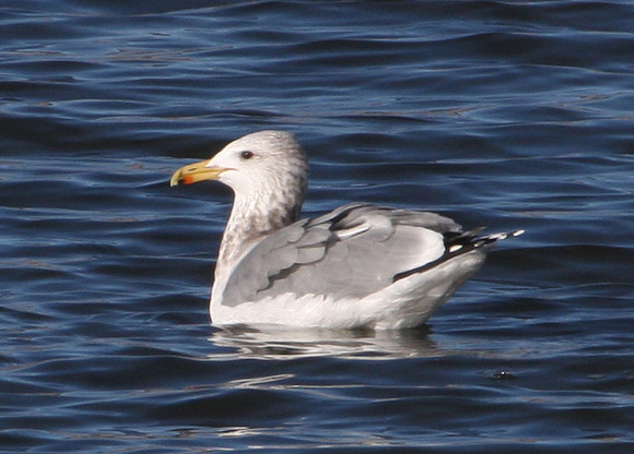 California Gull