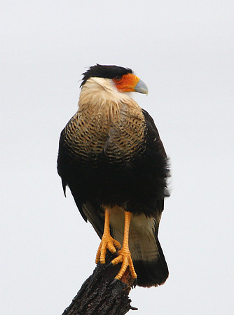 Crested Caracara