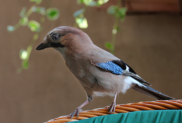 Eurasian Jay