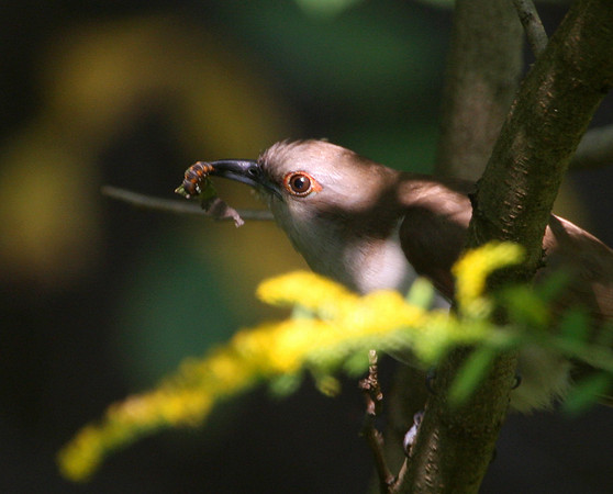 Black-billed Cuckoo