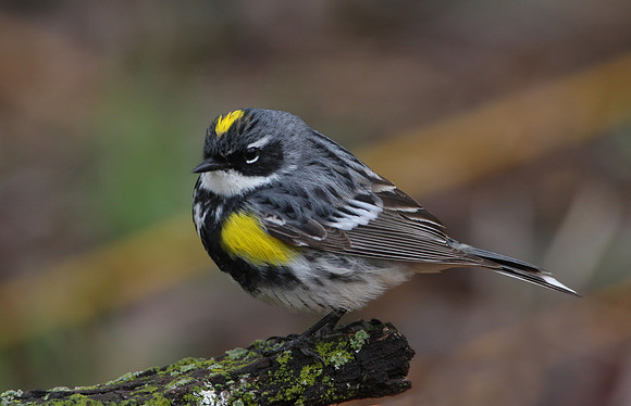 Yellow-rumped Warbler