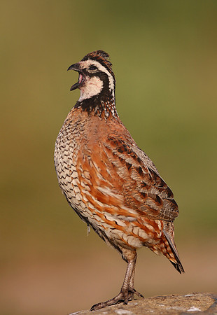Northern Bobwhite