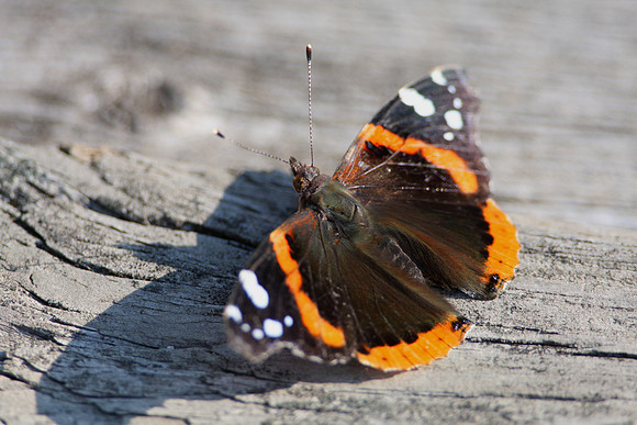 Red Admiral