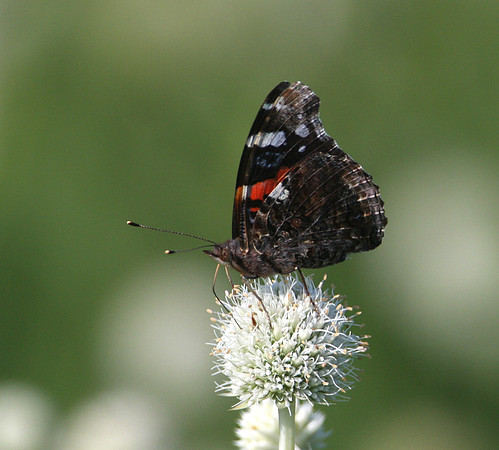 Red Admiral