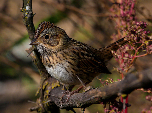 Lincoln's Sparrow