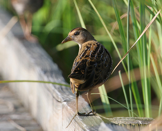 Sora at Goose Lake Prairie