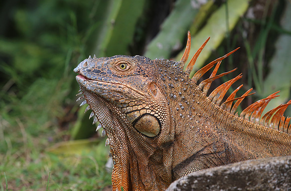 Green Iguana - Costa Rica
