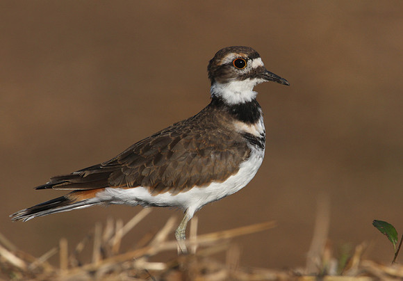 Killdeer