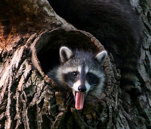 Raccoon