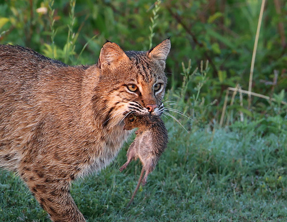 Bobcat with Hispid Cotton Rat - Anahuac NWR, Texas