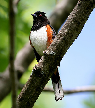 Eastern Towhee