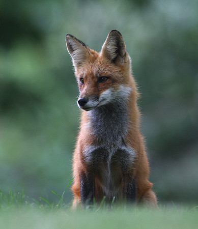 Red Fox