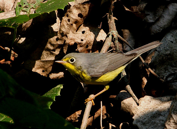 Canada Warbler