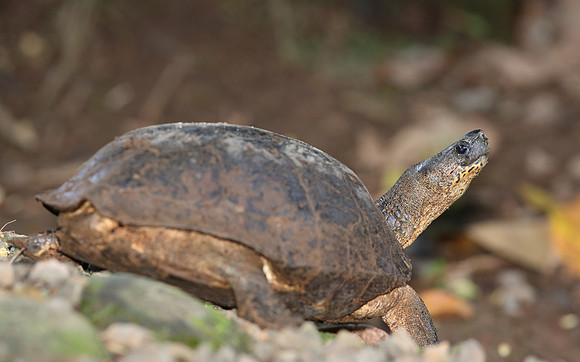 Black River Turtle - Selva Verde, Costa Rica