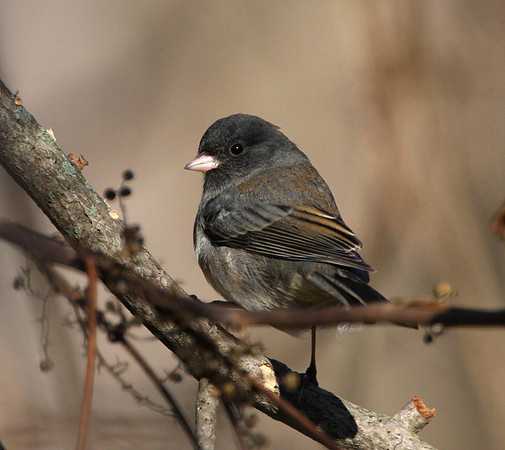 Dark-eyed Junco