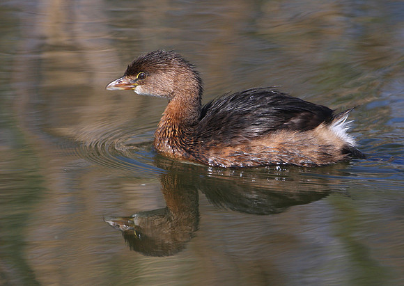 Pied-billed Grebe