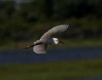 Snowy Egret