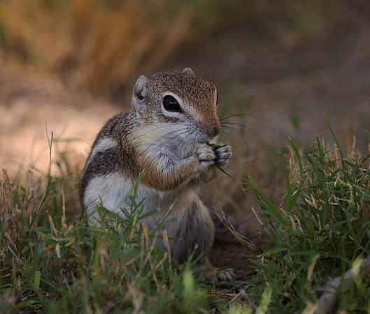 White-tailed Antelope Squirrel
