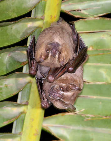 Fruit bats - San Jose, Costa Rica
