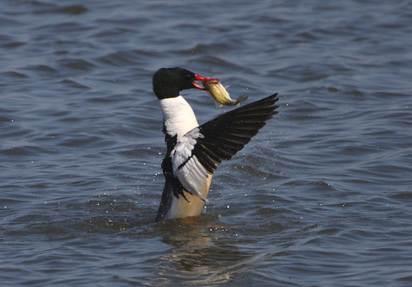 Common Merganser